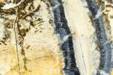 Mammoth Molar Slice With Case - South Carolina #377852-2